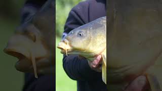 Revenge at Linear Fisheries New carp fishing video 👆carpfishing carpfishing shorts [upl. by Litha]