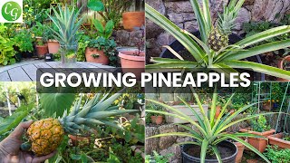 The Joy Of Growing Pineapples  How To Grow Pineapple Plants In Containers [upl. by Dadivitan227]