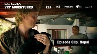 Luke cures dog with cancer in Nepal  Luke Gambles Vet Adventures [upl. by Kordula]