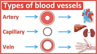 Types of blood vessels  Artery capillary amp vein  Easy learning video [upl. by Valeta426]