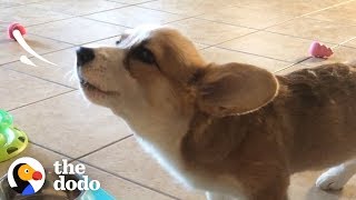 This Corgi Puppy Loves To Howl While She Eats  The Dodo [upl. by Garneau]