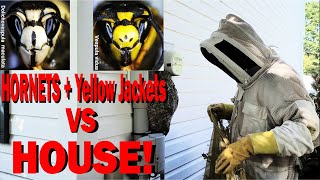 2 Wasp Nests in One House Yellow Jacket and Hornet Removal [upl. by Efinnej]