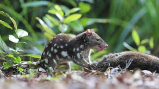 Northern Spottedtailed Quoll feeding on Pademelon HD [upl. by Sucirdor712]