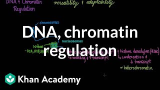 DNA and chromatin regulation  Biomolecules  MCAT  Khan Academy [upl. by Cris]