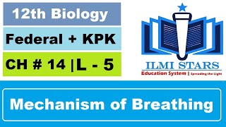 Mechanism of Breathing Ventilation Class 12 Biology Chapter 14 Respiration [upl. by Allista488]