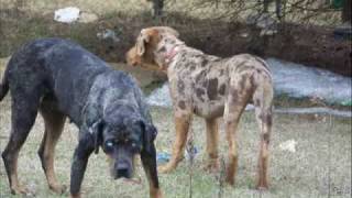 CATAHOULA DOGS NALC [upl. by Arikat957]