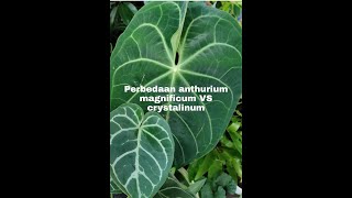 ANTHURIUM MAGNIFICUM VS ANTHURIUM CRYSTALLINUM [upl. by Lenwood]