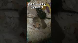 Gerbils shred a paper tube gerbils gerbil gerbilgang spedup [upl. by Alletniuq]