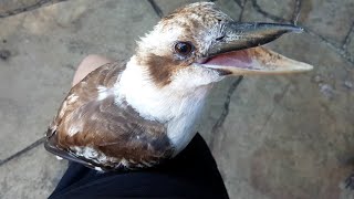 Merry Christmas Backyards Birds Australia  Part 7  Dwarfy With BBitey trying to steal the show [upl. by Messere553]