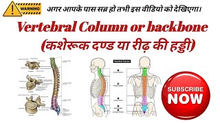 Vertebral Column  Vertebral Column Anatomy  Vertebral Column In Hindi  Spinel Cord  Spine [upl. by Ternan801]