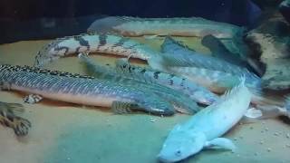 Feeding Eels Gars Lungfish Bichirs amp African Arowana [upl. by Dranek333]