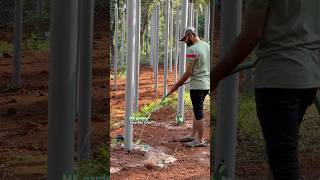 Pepper pvc pipe 🌱 agriculture farming nursery [upl. by Anirb]