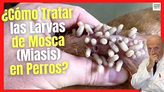 🆘 TRATAMIENTO PARA LOS GUSANOS Y LARVAS DE MOSCA MIASIS EN PERROS 🆘 [upl. by Attenwahs]