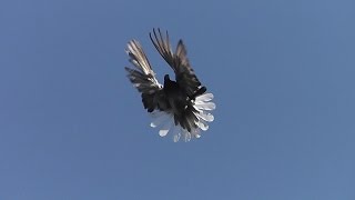 Pigeon farm  Голубиное хозяйство [upl. by Hadlee987]