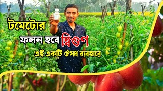 টমেটোর ফলন বৃদ্ধির গোপন কৌশল। একটি ঔষধ ব্যবহারে টমেটোর ফুল একটিও ঝরবে না [upl. by Todd]