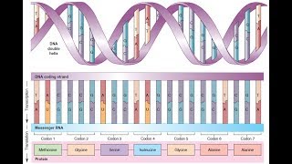 BIOQUIMICA PROTEINAS Síntesis de las proteínas [upl. by Moulden]