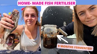 HOMEMADE FISH FERTILISER  9 Months Later  Fish Hydrolysate [upl. by Lyrej]