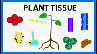 Plant Tissue [upl. by Pontias]