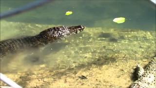 Mindanao Crocodiles [upl. by Buckingham]