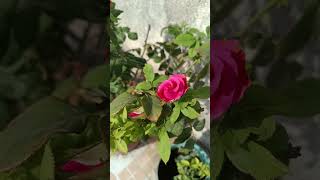 pink rose 0929balmukundkamadia roselover gardening nature shortvideo [upl. by Marabelle]