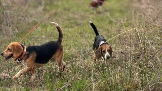 Had a good run this morning 🐇 rabbithuntingwithbeagles swamprabbits hunting beagles [upl. by Lyrahs]