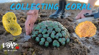 Collecting trachyphyllia jefferies at LOW TIDE 🤙🏽 SWS coral viral trachyphyllia [upl. by Aniroc777]