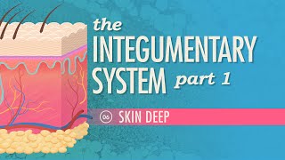 The Integumentary System Part 1  Skin Deep Crash Course Anatomy amp Physiology 6 [upl. by Narine]