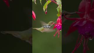 El Vuelo del Colibrí Un Espectáculo Increíble [upl. by Petes322]