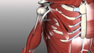 Muscles of the Upper Arm  Anatomy Tutorial [upl. by Enairda]