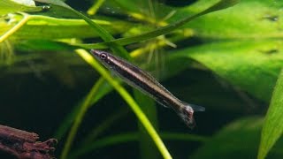 Nannostomus eques or Brown pencilfish [upl. by Langelo164]