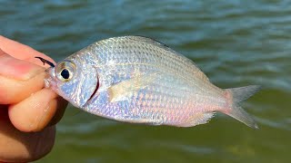 This Is Why You Fish Structure Saltwater Florida Fishing Catching Inshore Gamefish [upl. by Niowtna784]