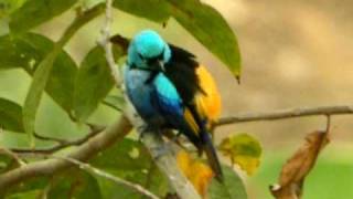 Sevencolored Tanager [upl. by Ilan98]