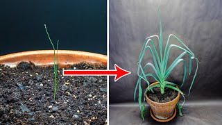 Leek Growing Time Lapse  Seed To Harvest 120 Days [upl. by Kimbra]