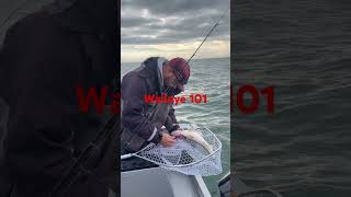 Saginaw Bay Walleye with Tellin Tails Sportfishing LLC [upl. by Enomes607]