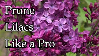 Expert Tips on Pruning Lilacs [upl. by Bowman653]