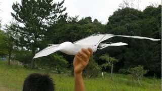 SeaGull 24iV Bird type Ornithopter Test flight 1 in strong wind [upl. by Limak732]