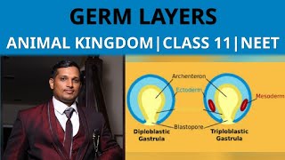 89GERM LAYERS AS BASIS OF ANIMAL CLASSIFICATION ANIMAL KINGDOMCLASS 11 NEET [upl. by Warfield]