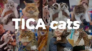 TICA Annual Cat Show 2024 [upl. by Portwine]