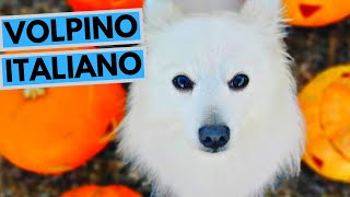 Volpino Italiano Dog Breed  Facts and Information [upl. by Navannod]