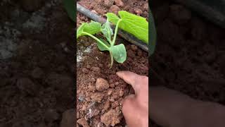 Nematode infestation English cucumber nematodes horticulture nature wildlife [upl. by Oigaib]