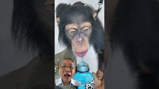 Monkeys Love Powerade JacobFeder [upl. by Enelec]