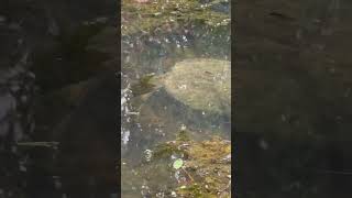 Snapping turtle in Solway TN [upl. by Yerfoeg]