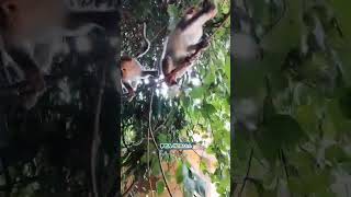 Babies loves biscuits Wild life videos Macaque Macaca Bandar Monkey shorts Vallikkavu kerala [upl. by Mecke]