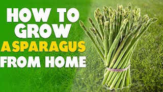 How To Grow Asparagus At Home Step By Step [upl. by Egwan444]