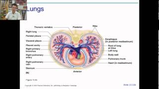 anatomy physiology chapter 19 part 1 [upl. by Schoening]