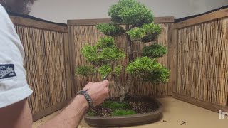 conifer Bonsai six years in the making [upl. by Ycal307]