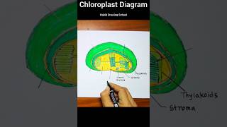 How to draw chloroplast shorts biologydiagram chloroplastdiagram [upl. by Okir]