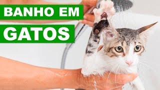 BANHO EM GATOS  Dicas Veterinárias [upl. by Ahsienod]