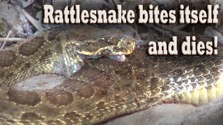 Rattlesnake bites itself and dies Snake hunting for poisonous venomous rattlers [upl. by Angela604]