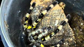 Feeding Poecilotheria Fasciata [upl. by Lodge472]